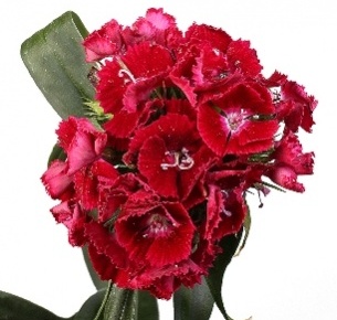 Диантус барбатус лиловый