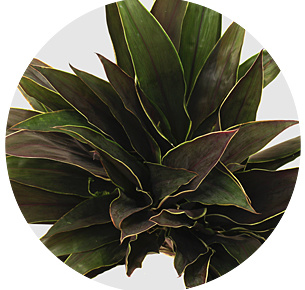 Кордилина Капучино (Cordyline Cappuccino)