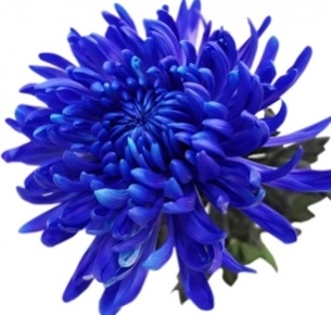 Хризантема одноголовая Антонов синий крашеный (Antonov blue)