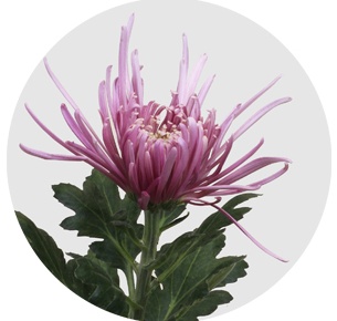 Хризантема одноголовая Узури пинк (Uzuri Pink)