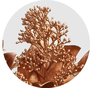 Скиммия крашеная медная (Copper)