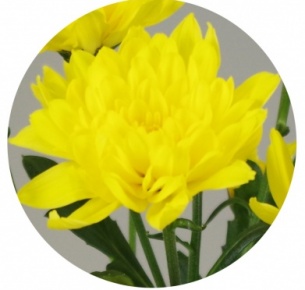 Хризантема кустовая Евро желтая (Euro yellow)
