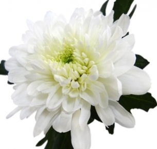 Хризантема одноголовая Зембла белая (Zembla white)