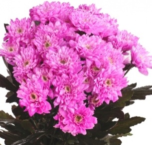 Хризантема кустовая Евро крашеная цикламеновая (Euro pnt cyclaam)