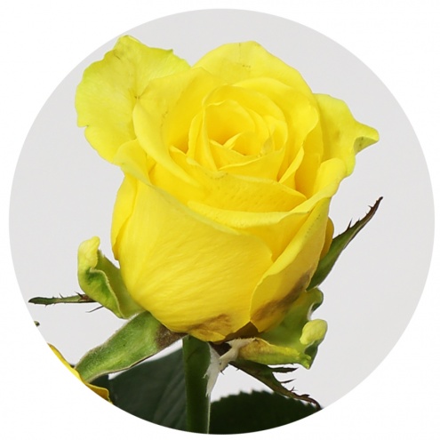 Роза Пенни Лейн (Penny Lane) Роза Пенни Лейн (Penny Lane)