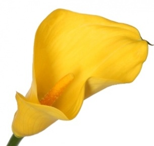 Калла желтая