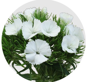 Диантус барбатус Алдо белый (Aldo White)