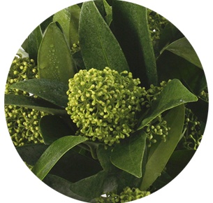 Скиммия зеленая