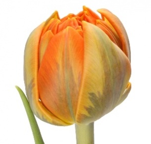 Тюльпан оранжевый mix (orange mix)