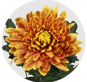 Хризантема одноголовая Астро (Astro)