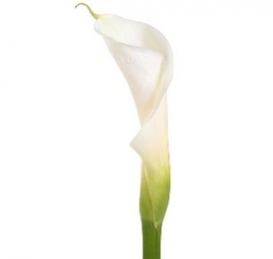 Калла белая