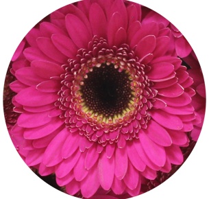 Гербера мини Виспер (Whisper)