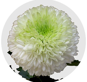 Хризантема одноголовая Али Баба (Alibaba)