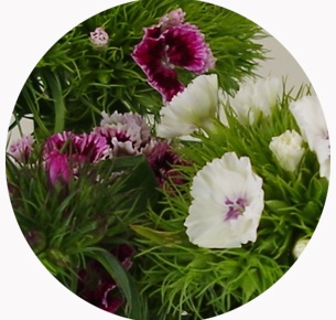 Диантус барбатус микс (Dianthus barbatus mix)