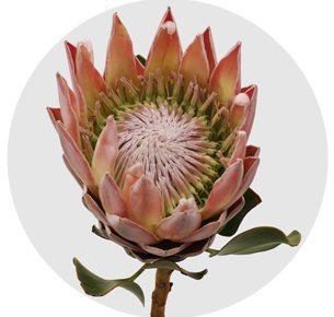 Протея Мадиба кинг (Madiba King)