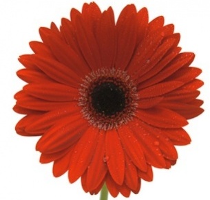 Гербера Сохо (Soho)