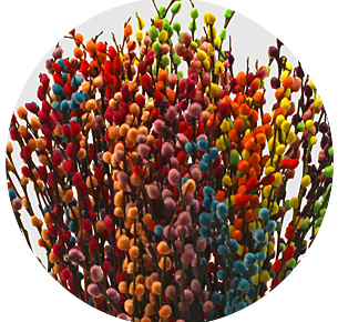 Верба крашеная