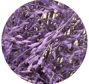 Паникум крашеный сиреневый (Panicum milka)