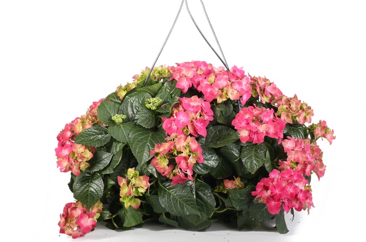 Гортензия (Hydrangea) Гортензия (Hydrangea)