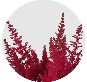 Астильба красная