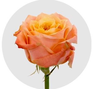 Роза Пич фанки (Peach Funky)