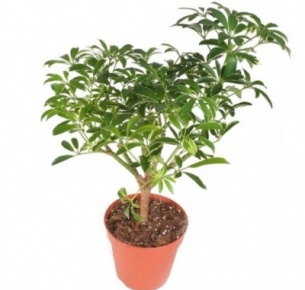 Шефлера (Schefflera)