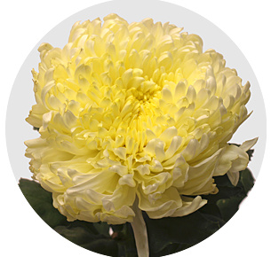 Хризантема одноголовая Кремист супер (Creamist Super)