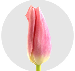 Тюльпан Матчмейкер (Matchmaker)