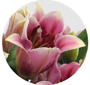 Лилия гибрид розовая