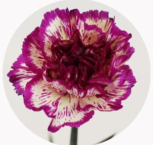 Гвоздика стандарт микс 7