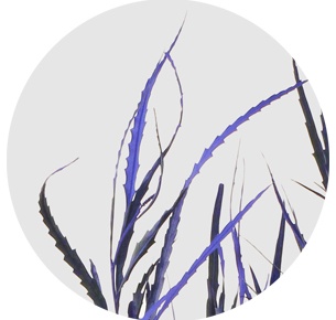 Гревиллея крашеная синяя (Grevillea paint blue)