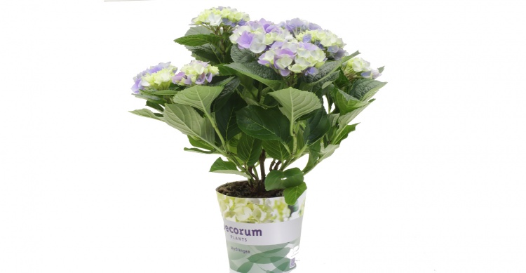 Гортензия (Hydrangea) Гортензия (Hydrangea)