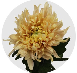 Хризантема одноголовая Авиньон (Avigon)