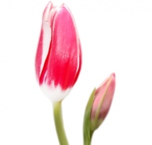 Тюльпан Веселая Вдова (Lustige Witwe)