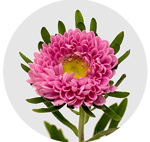 Астра китайская Каллистефус Матсумото Донкерблау (Matsumoto Donkerblauw)