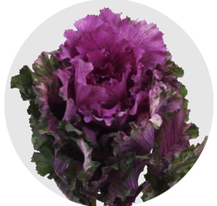 Брассика Фёст леди (First Lady)