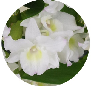 Орхидея Дендробиум (Dendrobium Nobile)