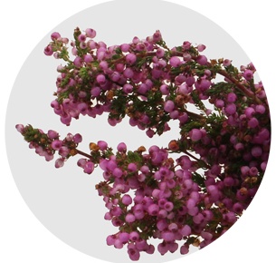 Эрика розовая