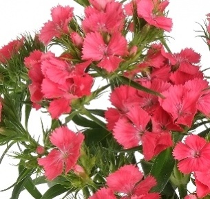 Диантус барбатус темно розовый