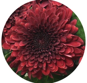 Хризантема одноголовая Барка Рэд (Barca Red)