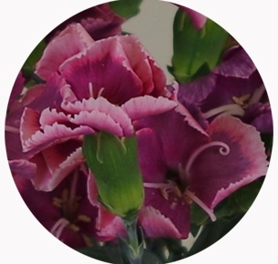  Гвоздика кустовая Соломио Боно (Dianthus Solomio Bono)