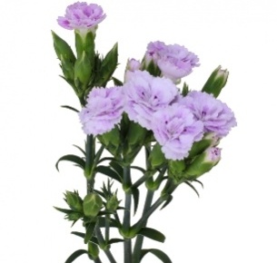 Гвоздика Раффайн сиреневая (Raffine)