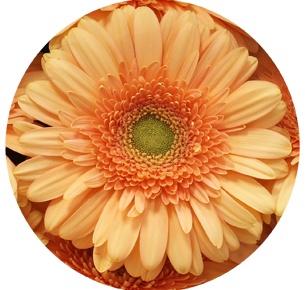 Гербера Пре-Экстаз (Pre-Extase)