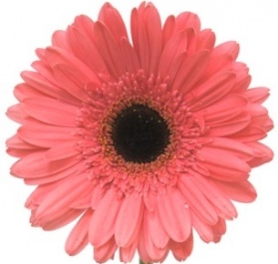 Гербера Черани (Cherany)