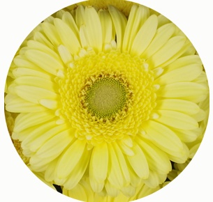 Гербера  Цитронелла (Citronel)