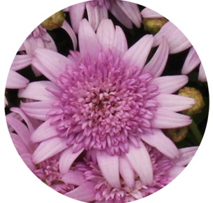 Ромашка розовая (Margrieten Pink)