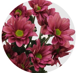 Хризантема кустовая Мемфис черри (Memphis Cherry)