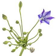 Бродея двухцветная