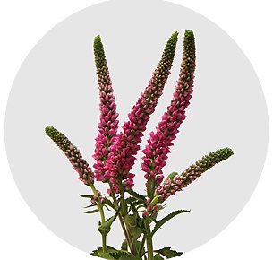 Вероника кустовая розовая