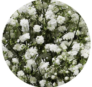  Гипсофила Перфекта (Gypsophila Perfecta)